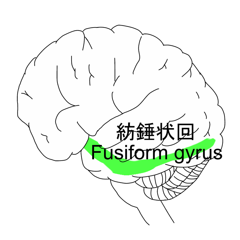 紡錘状回