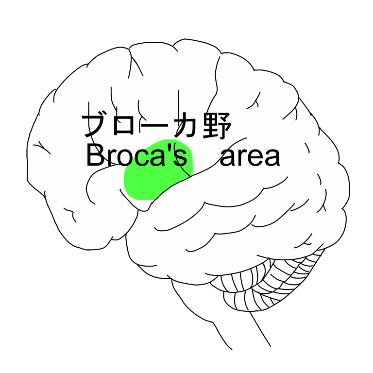 ブローカ野