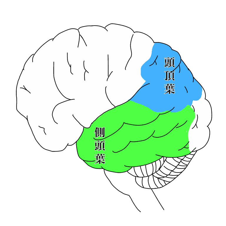 側頭葉と頭頂葉