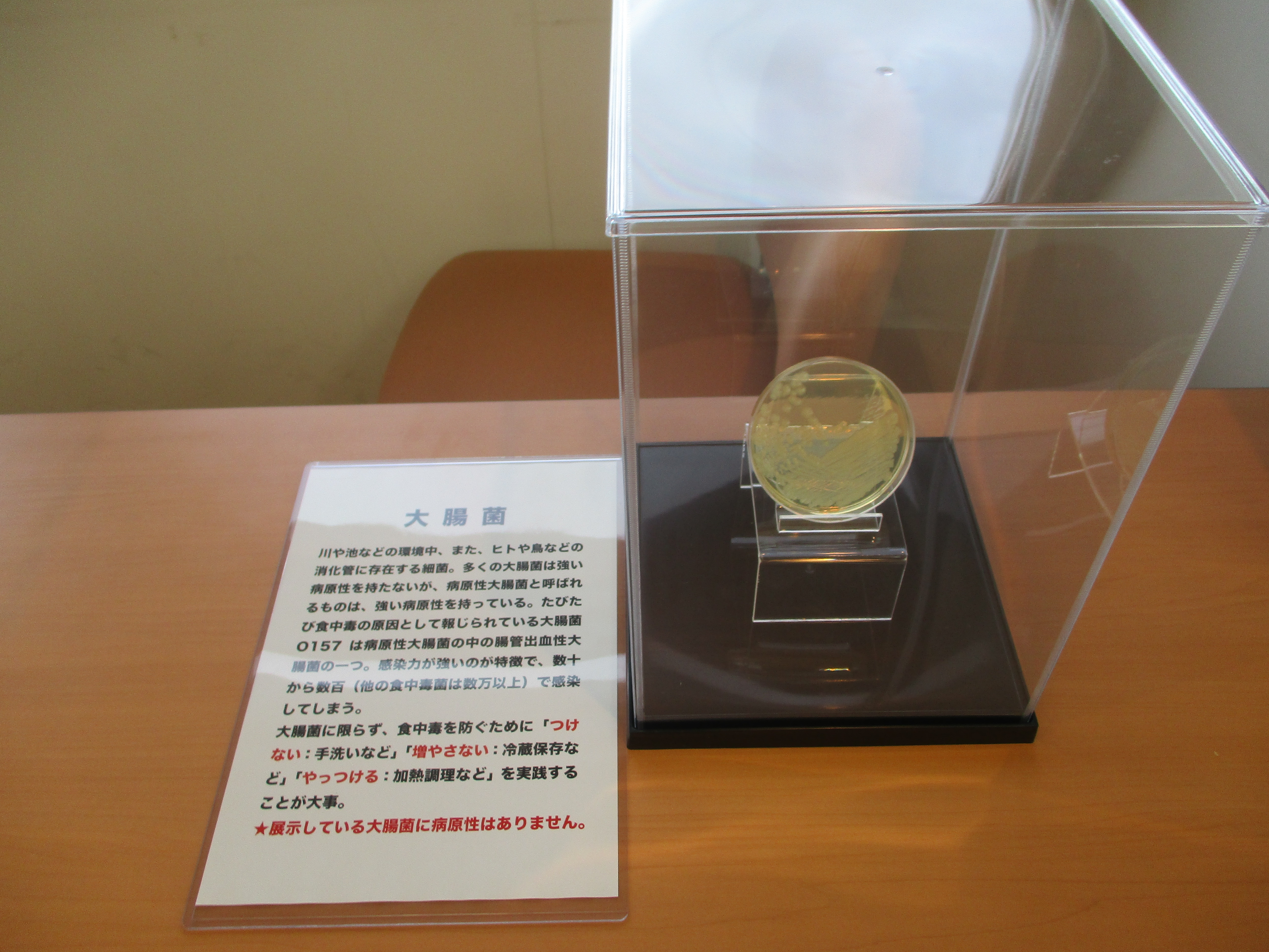 大腸菌の展示