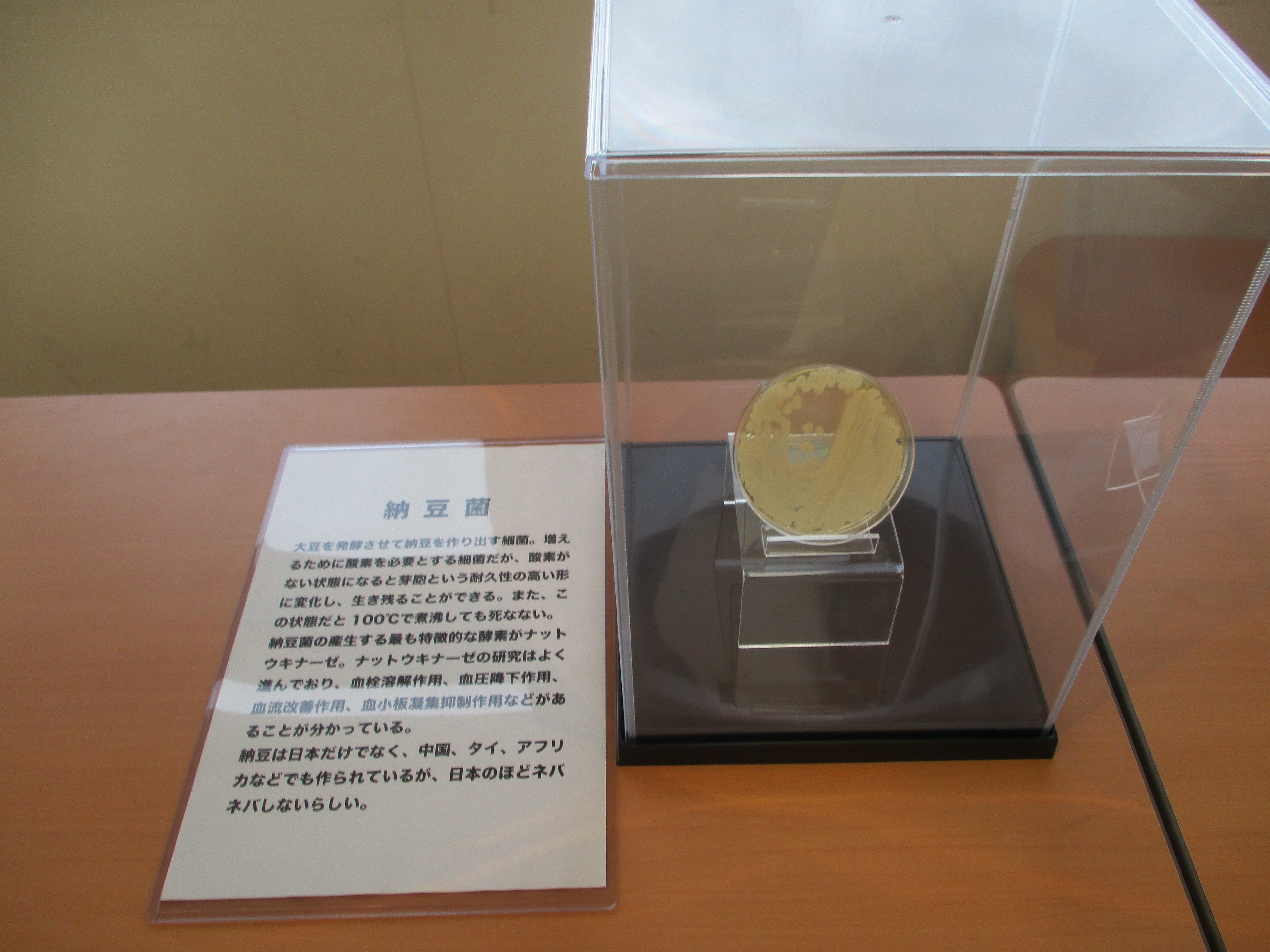 納豆菌の展示