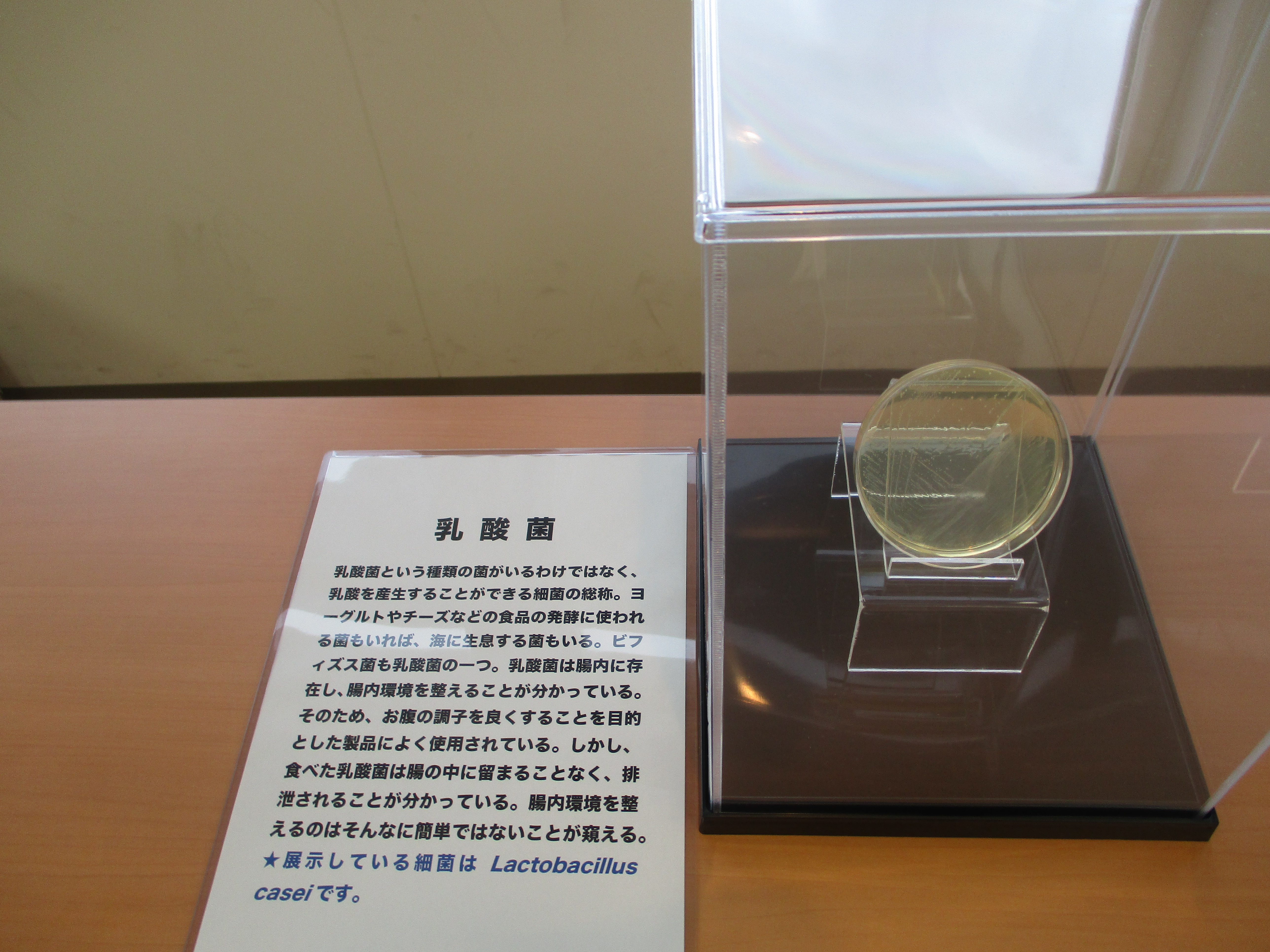 乳酸菌の展示