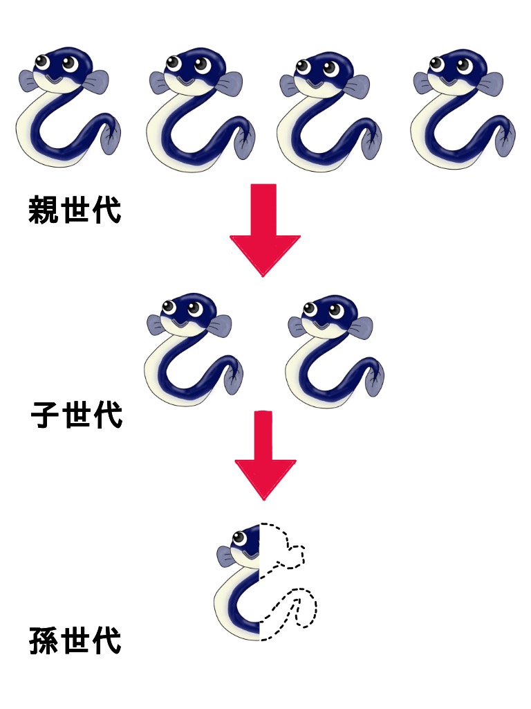 天然うなぎ3世代の減少率