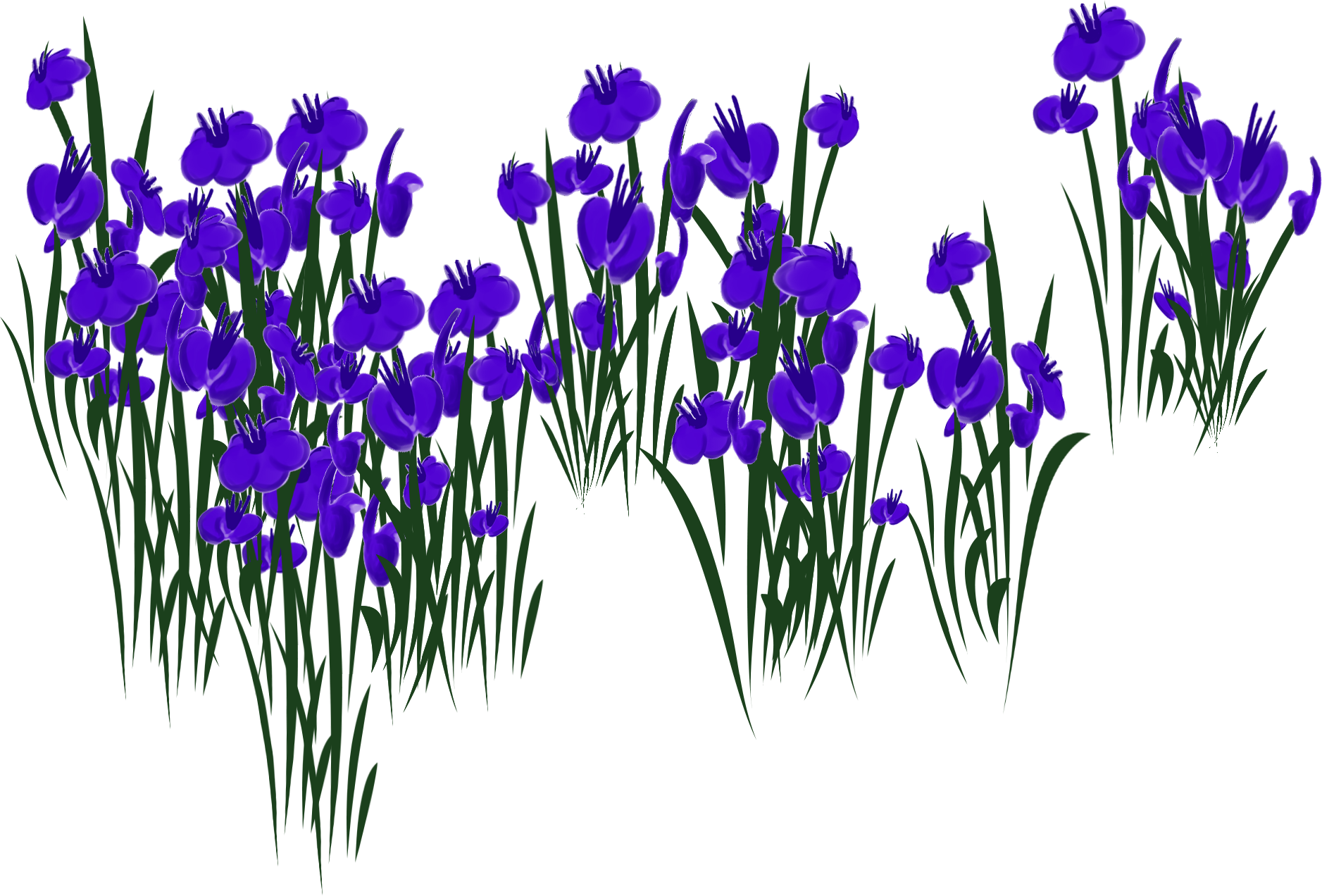 燕子花