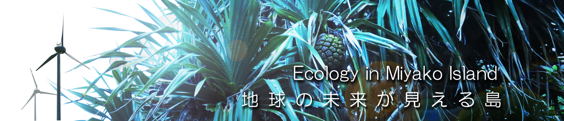 エコ活宮古島