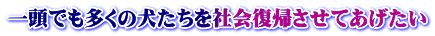 一頭でも多くの犬たちを社会復帰させてあげたい