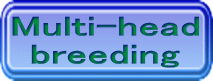 Multi-head breeding 