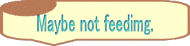 Maybe not feedimg.