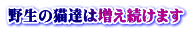 野生の猫達は増え続けます