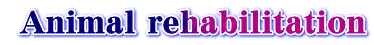  Animal rehabilitation