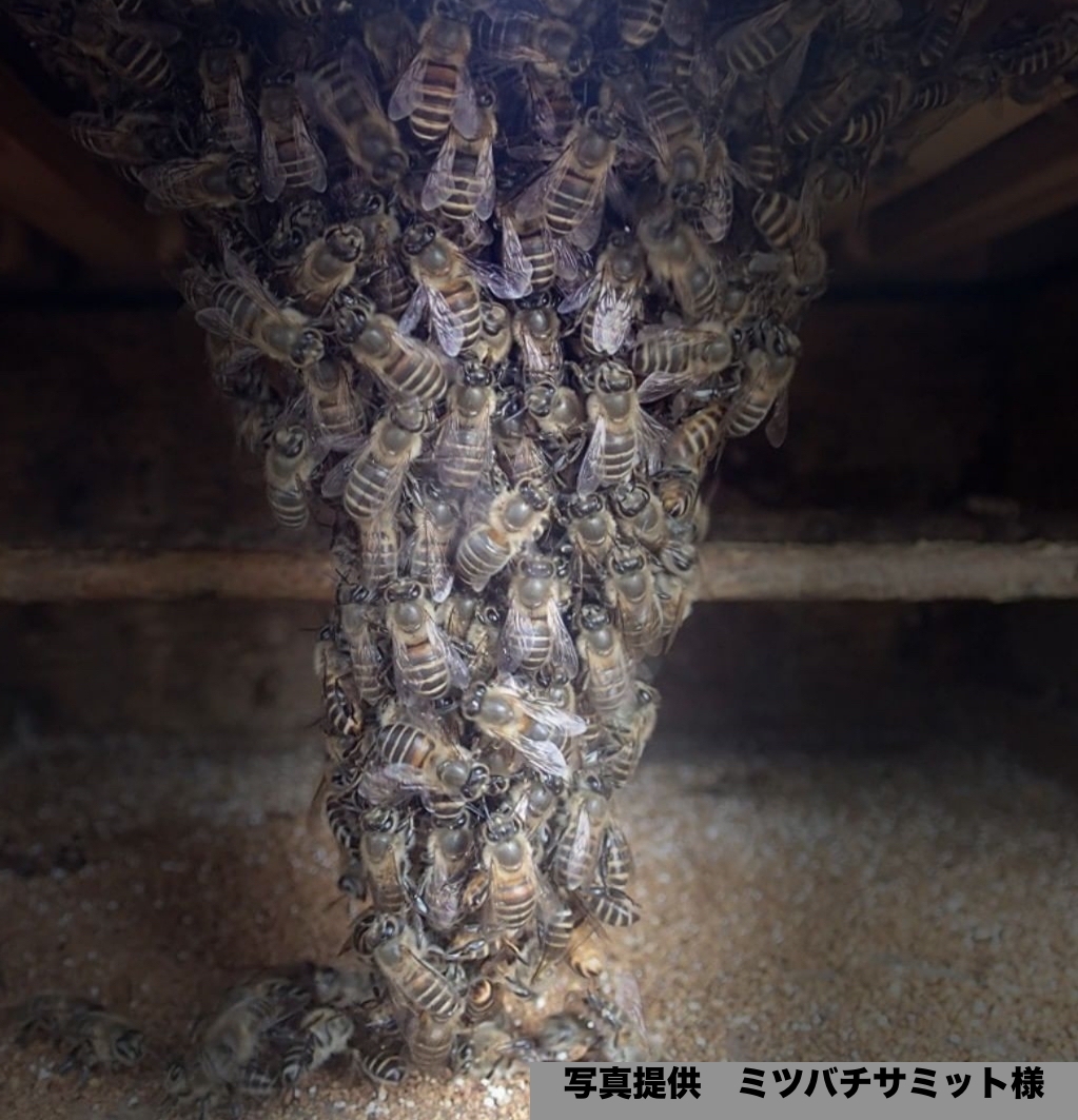 冬の巣箱