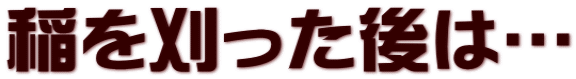 稲を刈った後は…