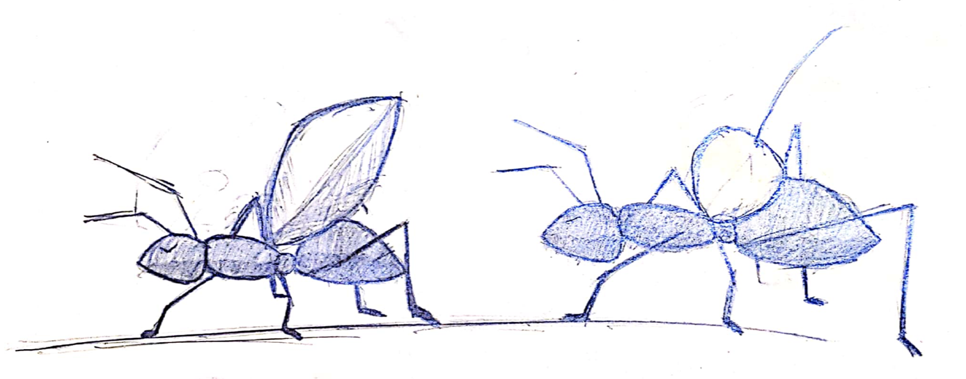 Image of ants hard at work.