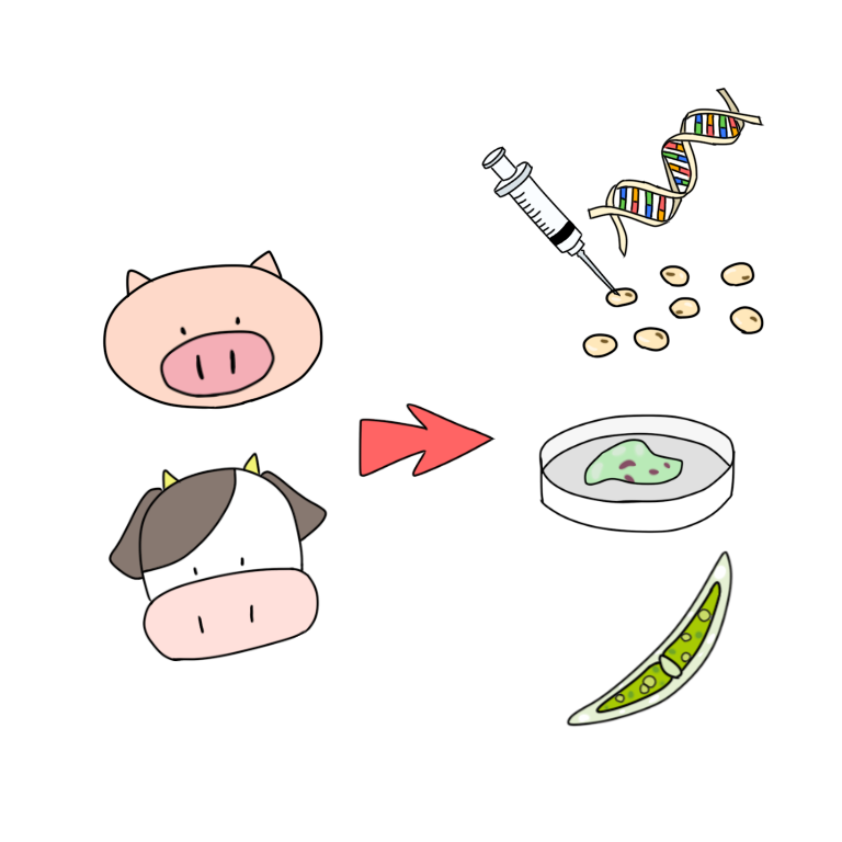 Image of food alternatives