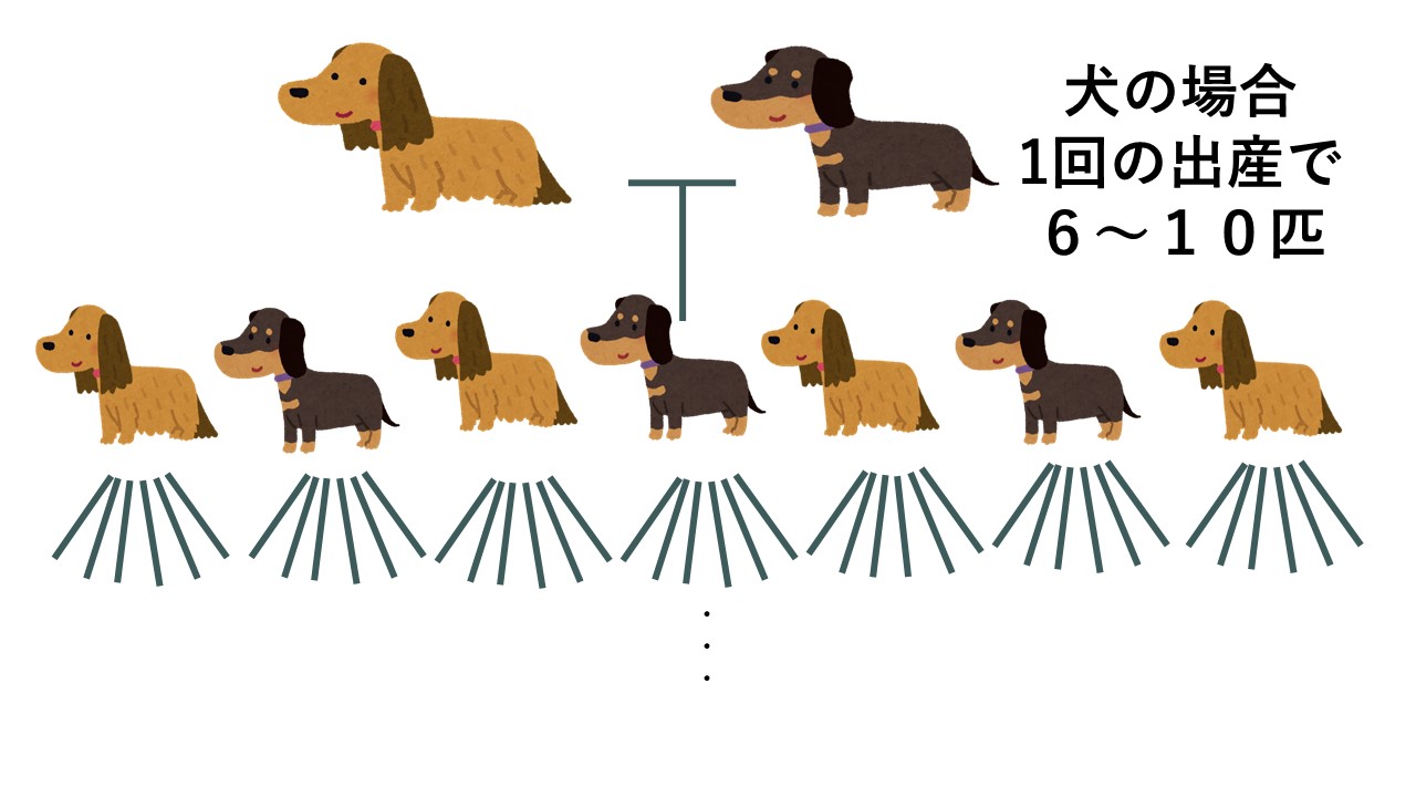 多頭飼育崩壊