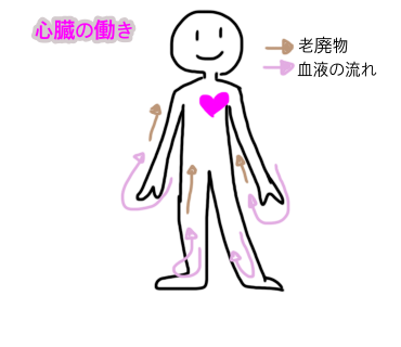血液の流れのイラスト