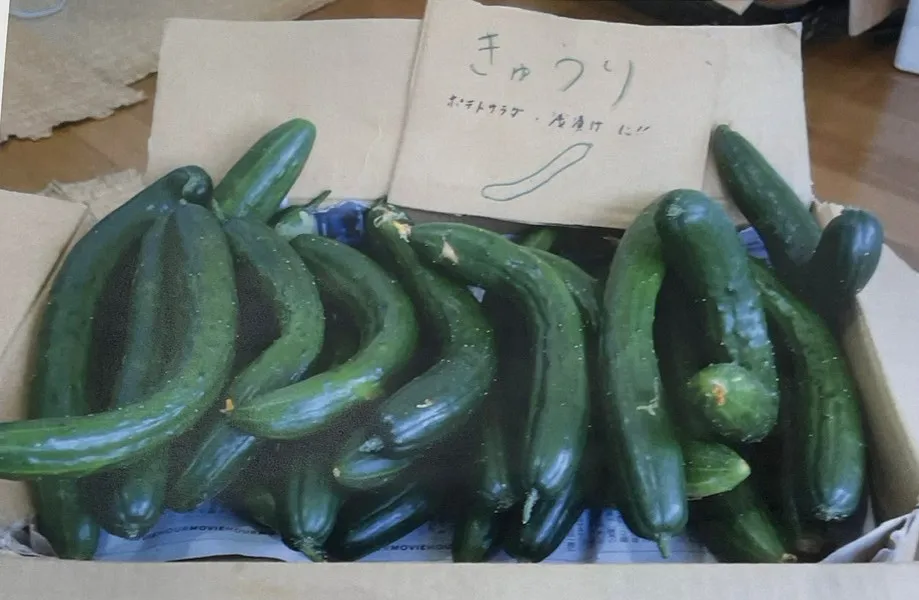 きゅうり