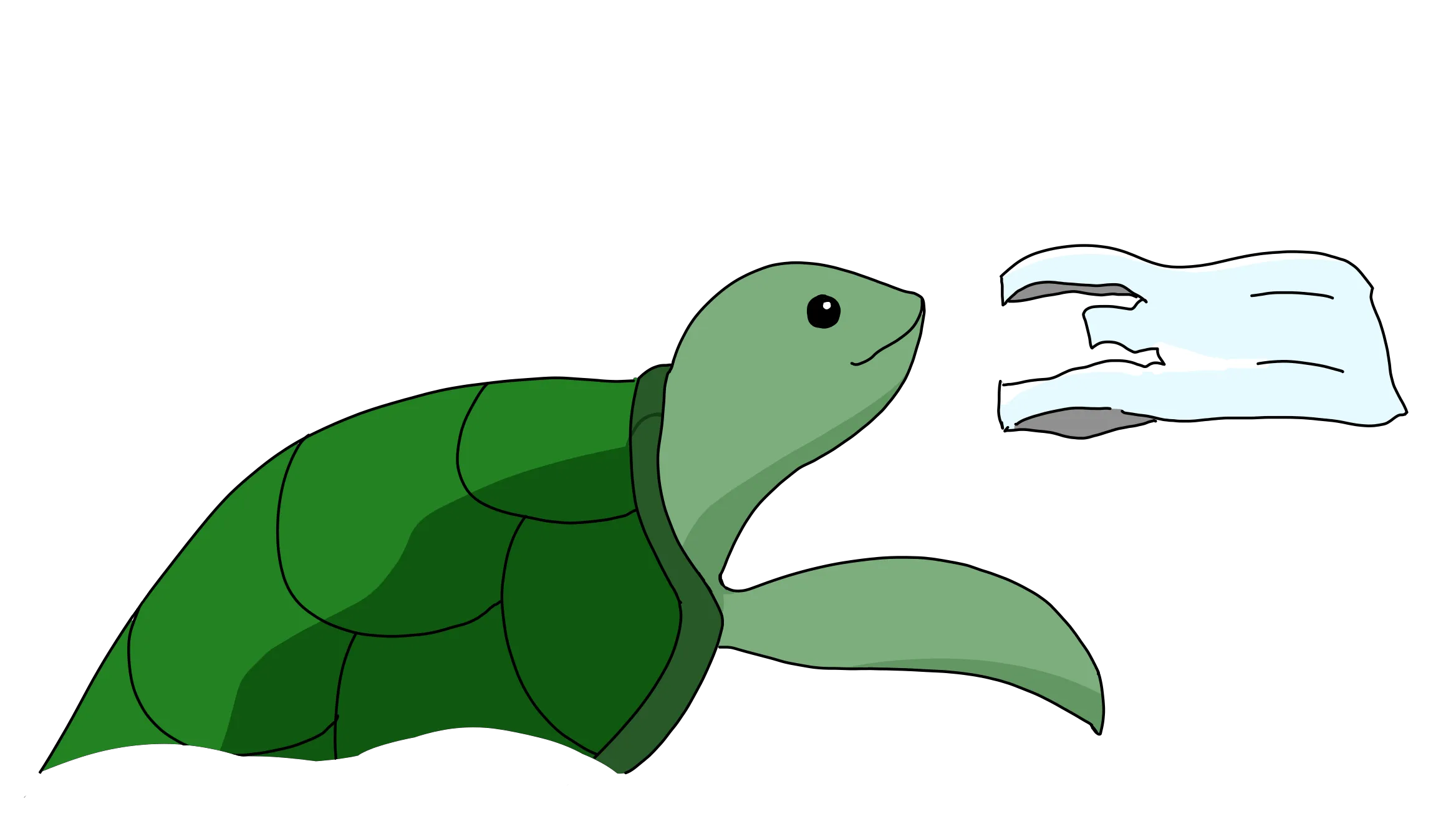 ウミガメ