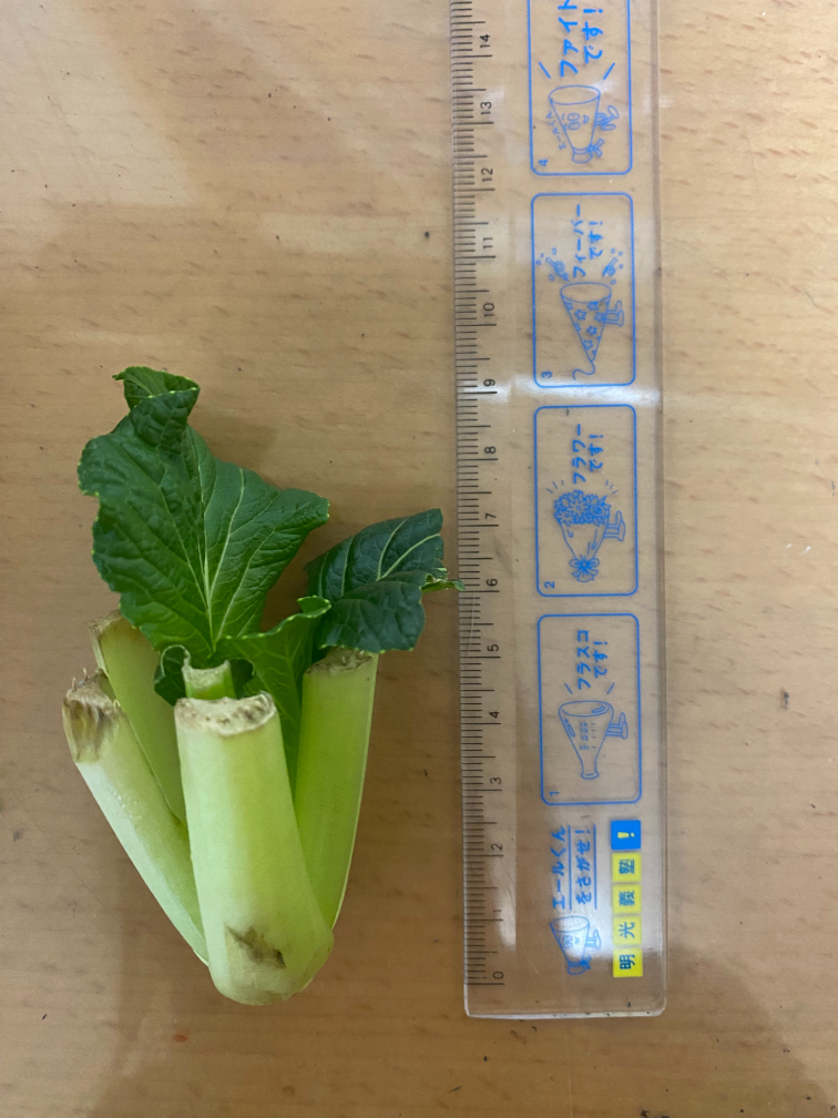 11日目の小松菜