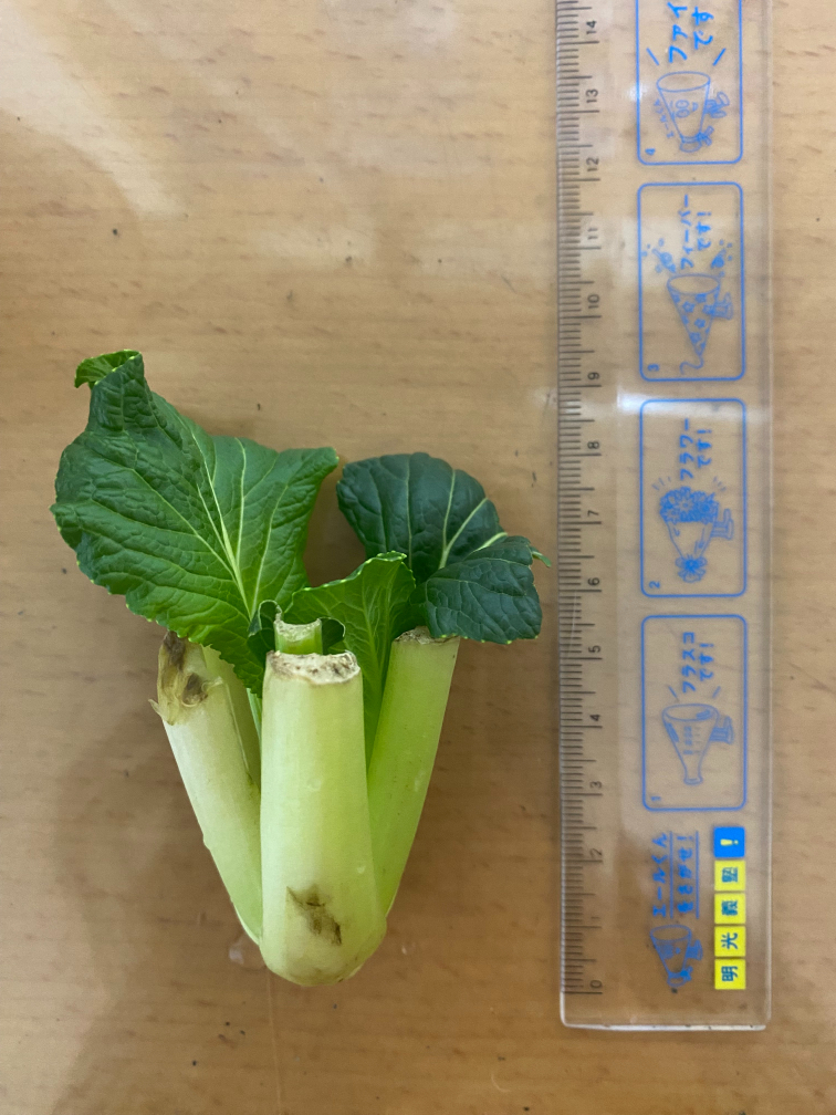 12日目の小松菜