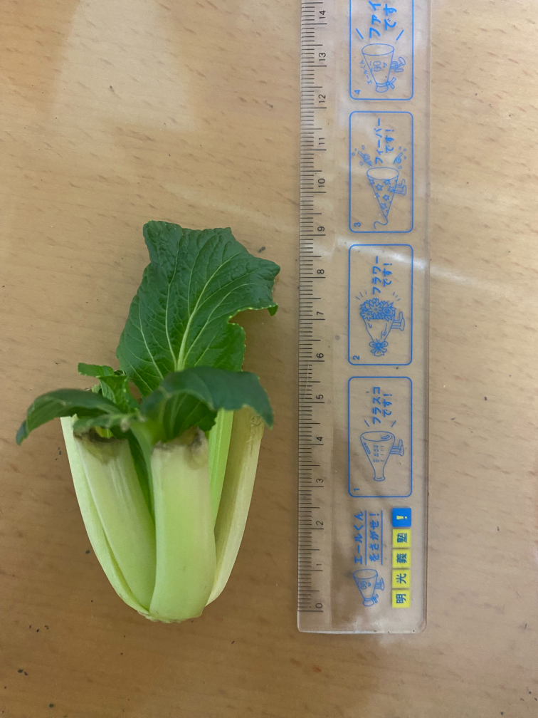 13日目の小松菜