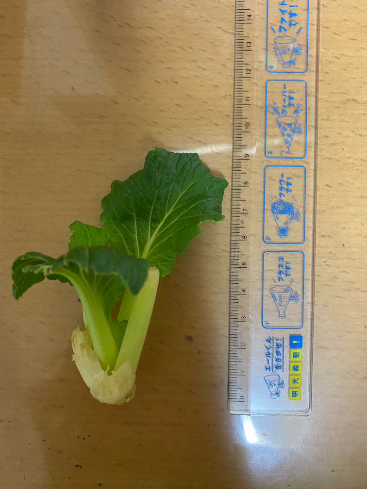 17日目の小松菜
