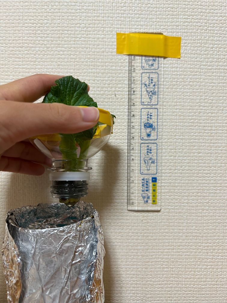 21日目の小松菜