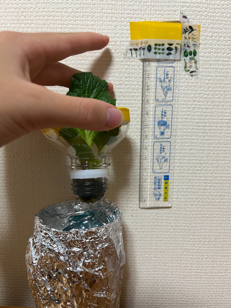 23日目の小松菜