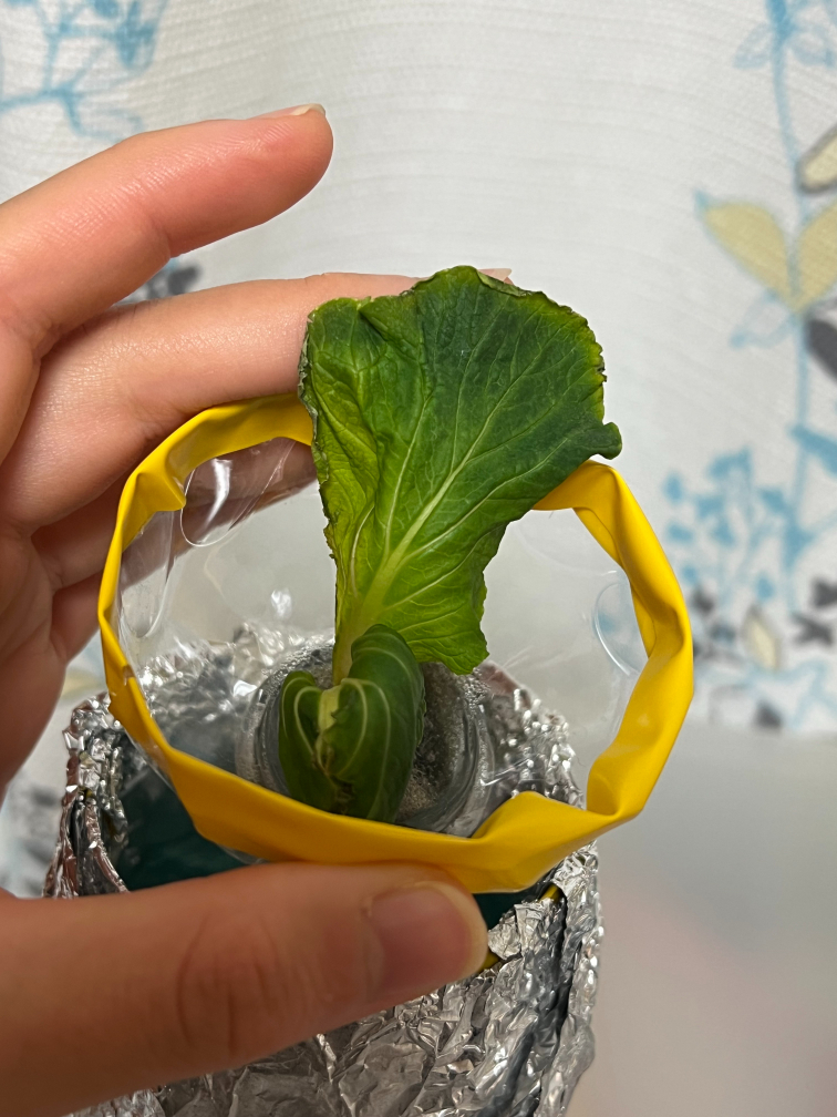 25日目の小松菜