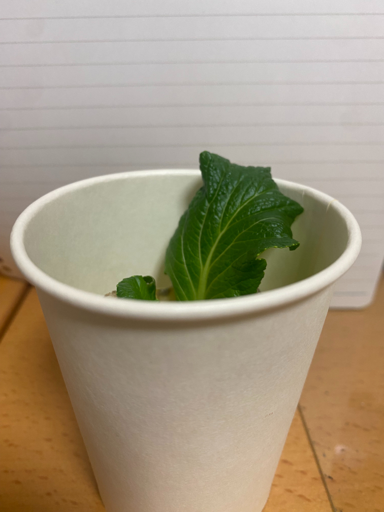 葉っぱがコップから見えた