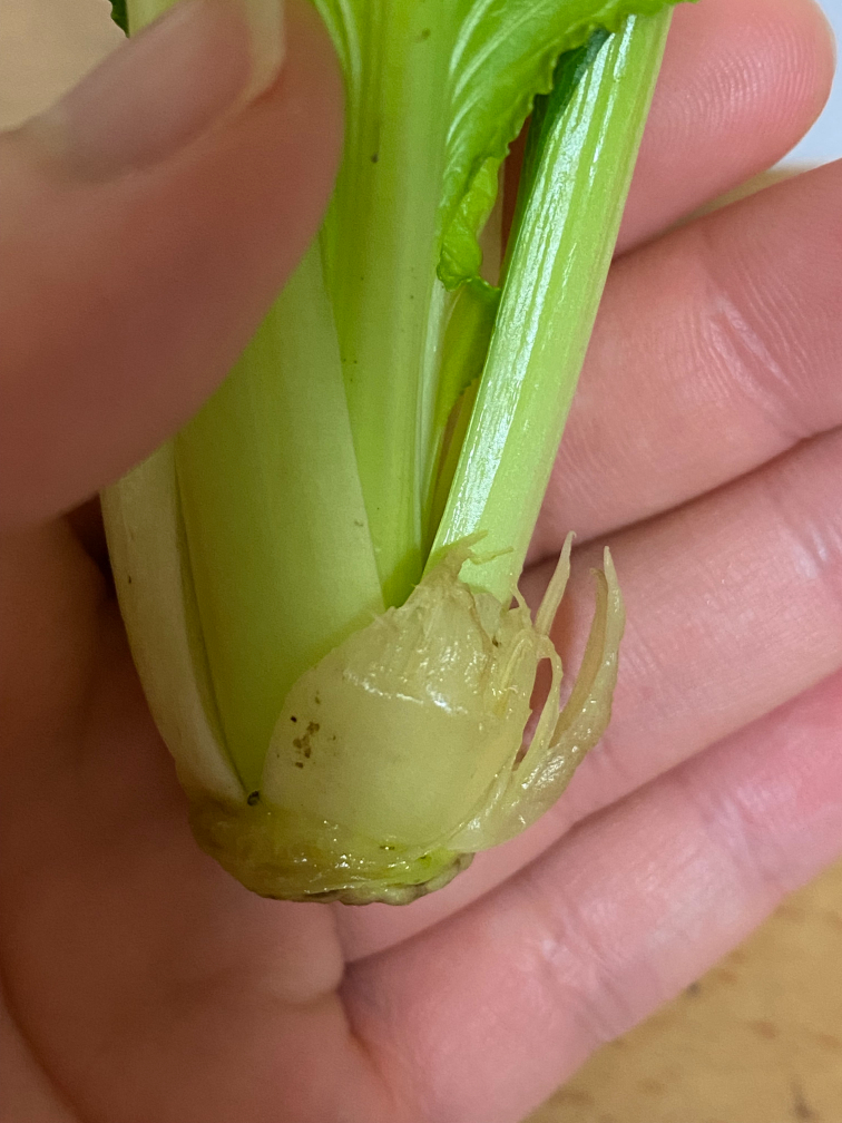 溶けた茎を剥がした