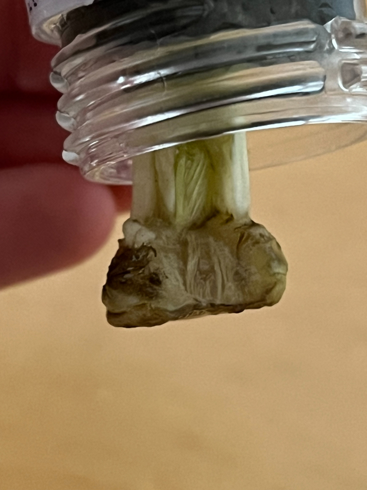 根の側面にできた凹み