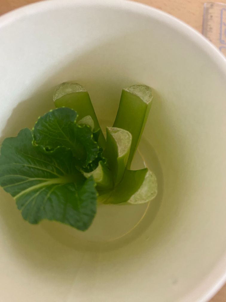 茎の白いところ