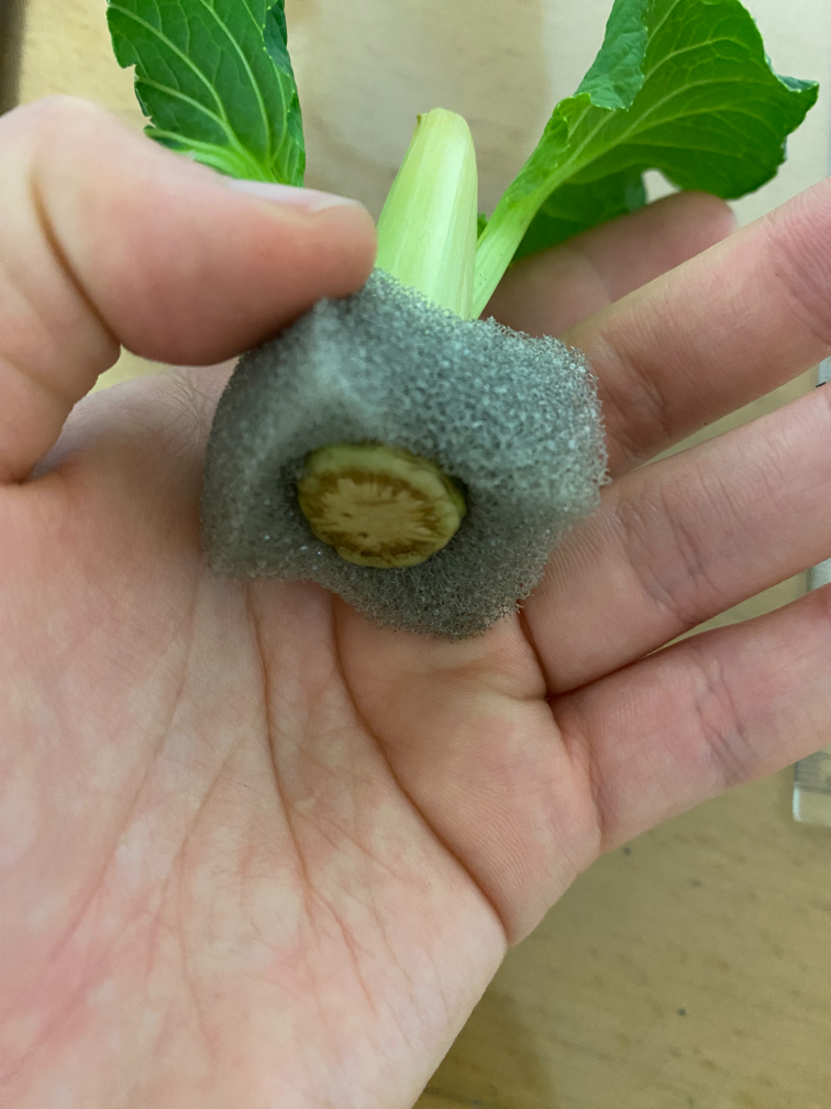 実際にスポンジを小松菜につけた様子