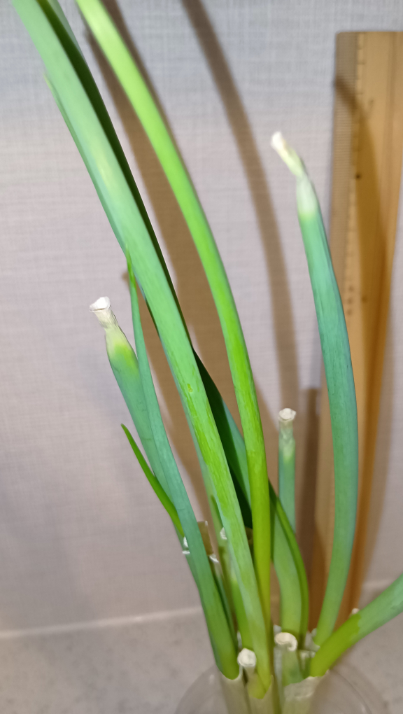 袋から出した時の写真