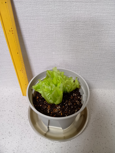 ０日目のレタス