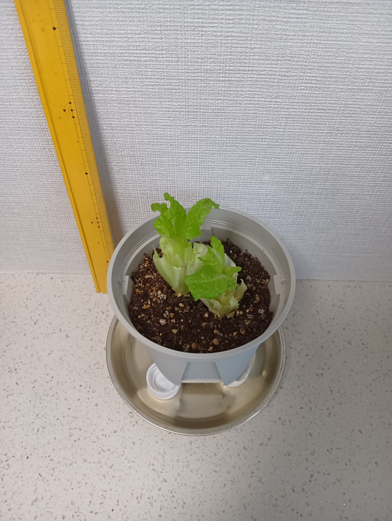 １０日目のレタス