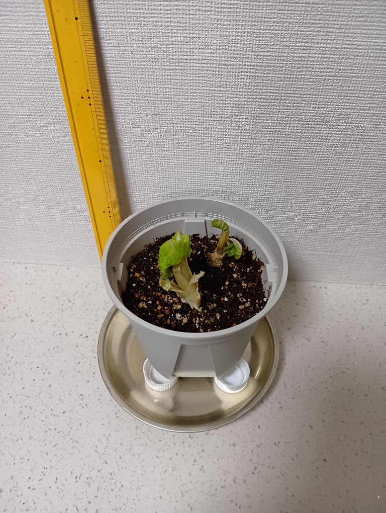 １２日目のレタス