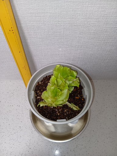 ２日目のレタス