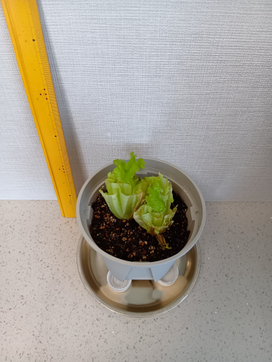 ５日目のレタス