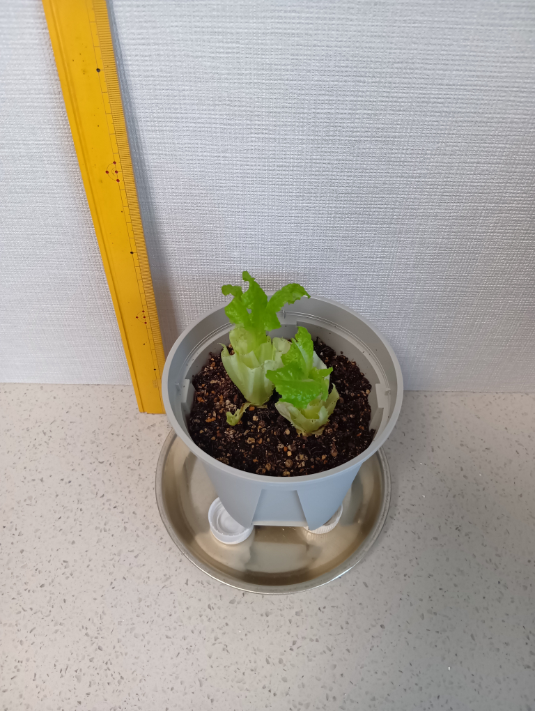 ９日目のレタス