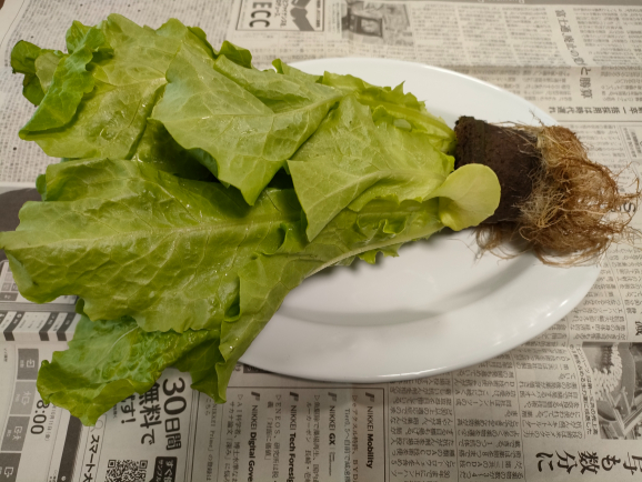 カットしたあとの写真