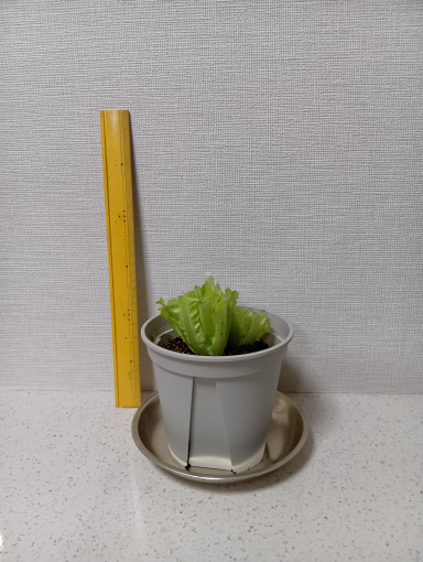 カット直後の写真