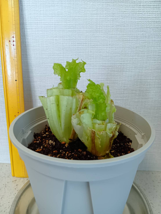 横から撮った時の写真