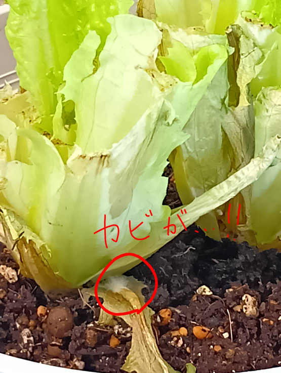 カットしたあとの写真