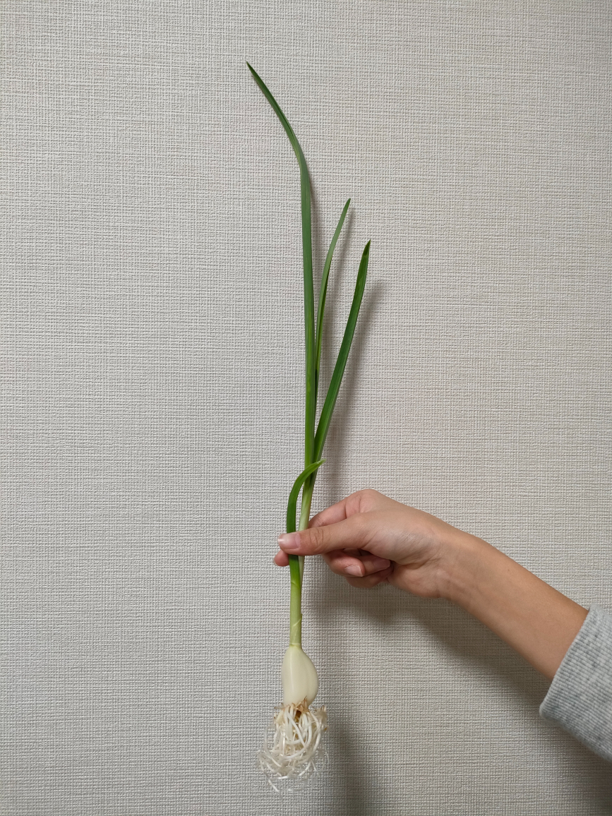 にんにく④