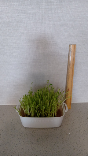 ０日目の豆苗