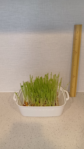 カットしたあとの写真