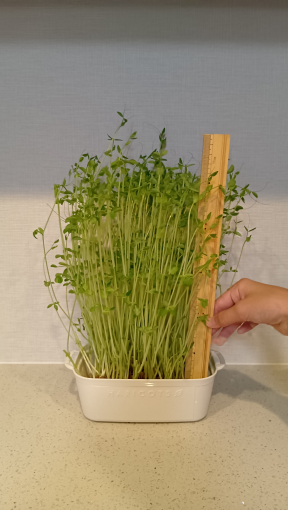 定規を当てている写真②