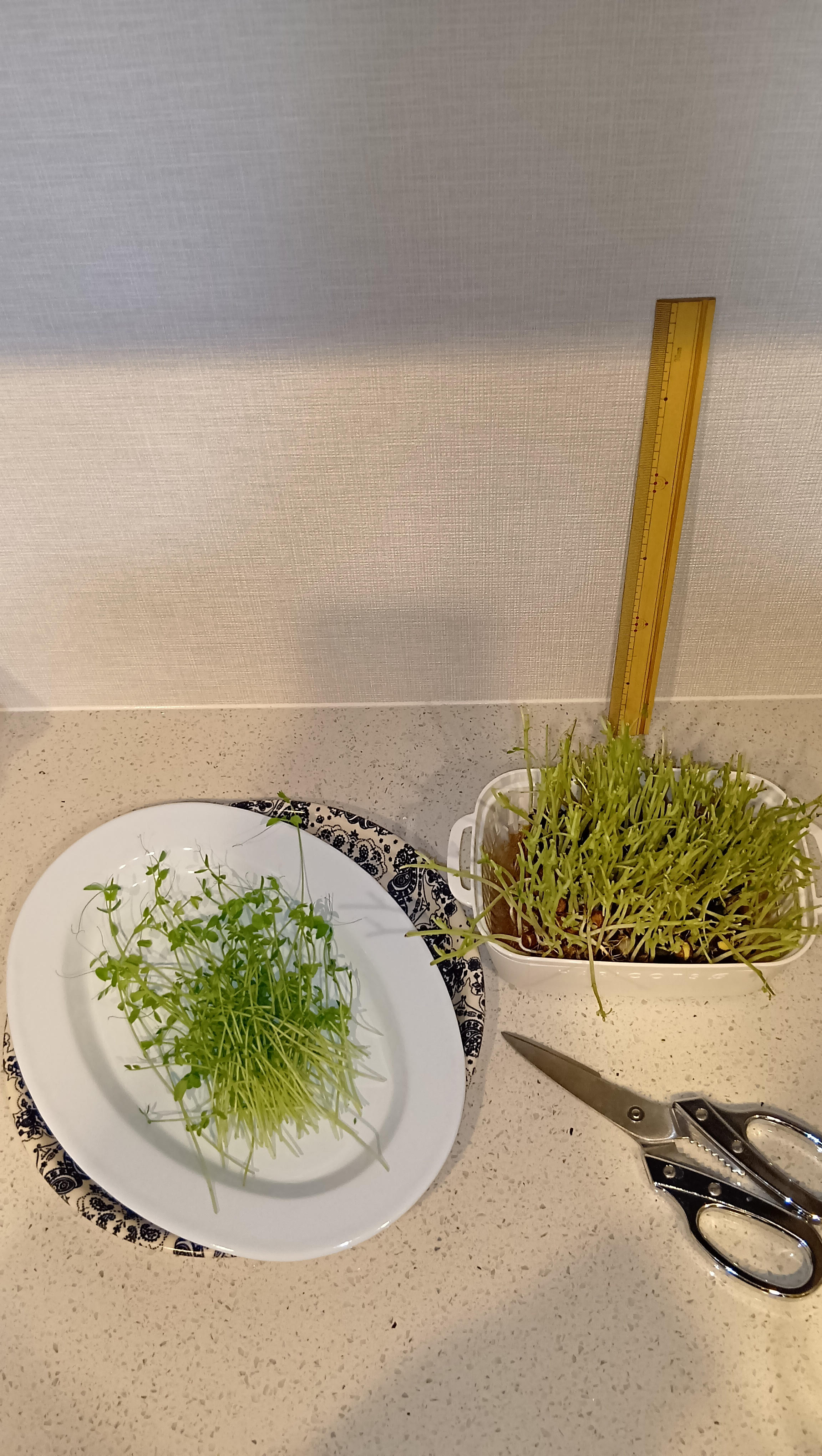 収穫した時の写真